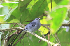 Thamnophilus caerulescens