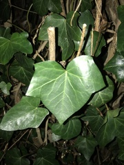 Hedera
