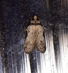 Philobota transversella