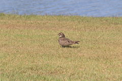 Chordeiles nacunda