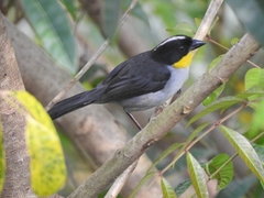 Atlapetes albinucha
