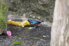 Euphonia pectoralis