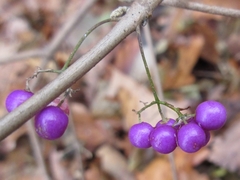 Callicarpa dichotoma