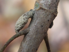 Callicarpa dichotoma