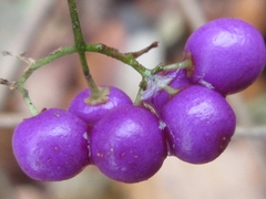 Callicarpa dichotoma
