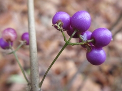 Callicarpa dichotoma