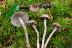 Inocybe fuscodisca