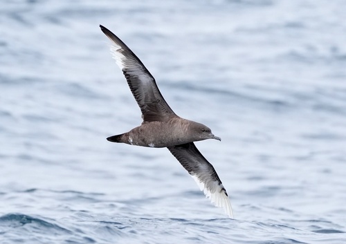 Puffin fuligineux