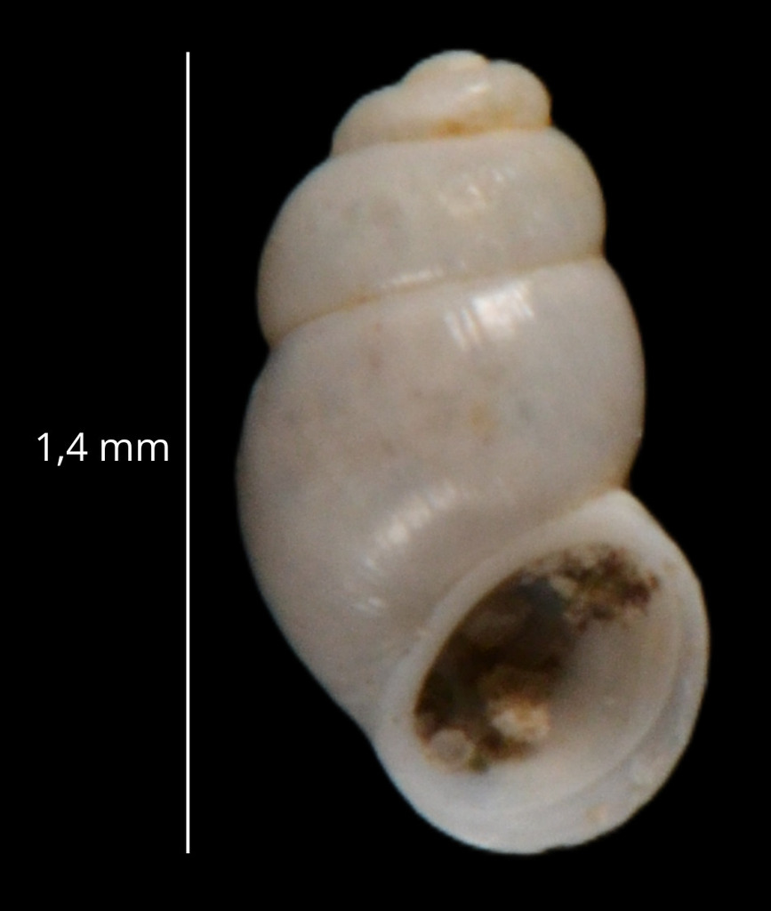 Graziana provincialis