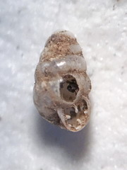 Vertigo gouldii