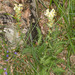 Long-beaked Yellow Lousewort - Photo (c) Drepanostoma, some rights reserved (CC BY-NC), uploaded by Drepanostoma