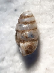 Vertigo gouldii