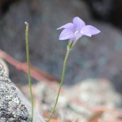 Wahlenbergia graniticola