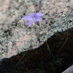 Wahlenbergia graniticola
