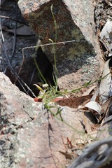 Wahlenbergia graniticola