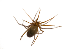 Loxosceles misteca