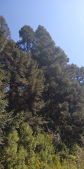 Abies religiosa