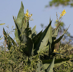 Canna glauca
