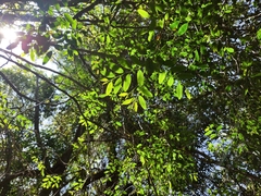 Breynia oblongifolia