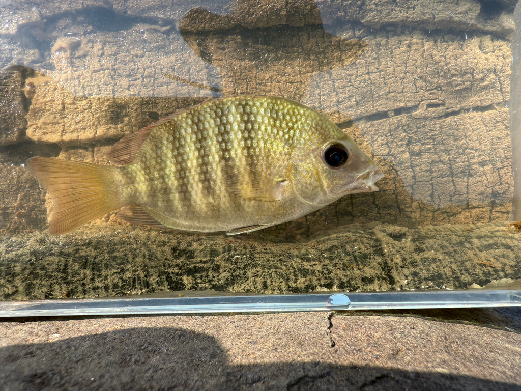 Madagascar coastal cichlid (Paretroplus polyactis) — Cichlidae