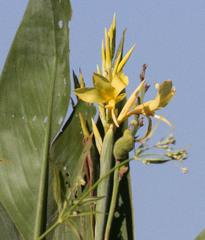 Canna glauca