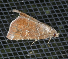 Amyna bullula