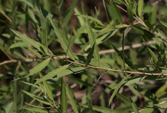 Alchornea castaneifolia