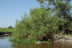 Alchornea castaneifolia