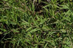 Alchornea castaneifolia