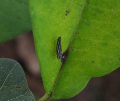 Graphocephala idonea