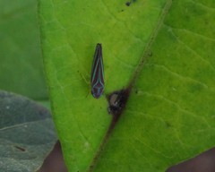 Graphocephala idonea