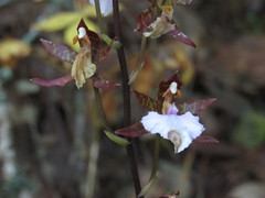 Rhynchostele bictoniensis