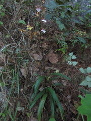 Rhynchostele bictoniensis