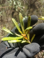 Banksia canei