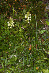 Pedicularis elongata
