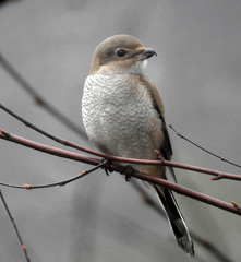 Northern Shrike photo 6