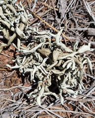 Xanthoparmelia convoluta