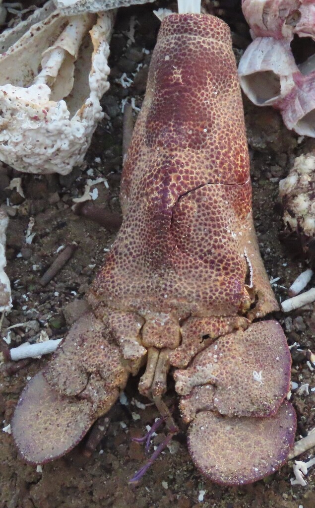 Galápagos Slipper Lobster