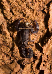 Pseudouroctonus reddelli