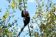 Alouatta caraya