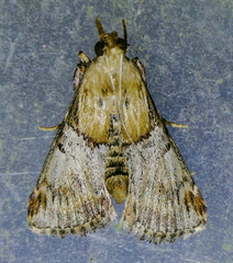 Cacozelia elegans