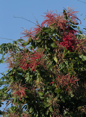 Triplaris americana