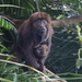 Brown Howler Monkey - Photo (c) Douglas Bete, some rights reserved (CC BY-NC), uploaded by Douglas Bete