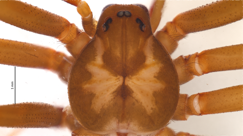 Mexican brown recluse (Loxosceles boneti)