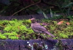 Turdus maculirostris