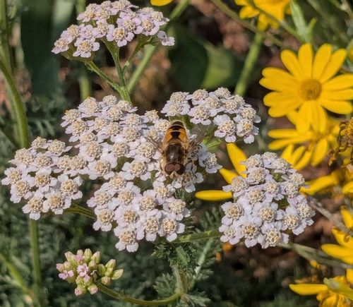 Unknown species found near King County, US-WA, US