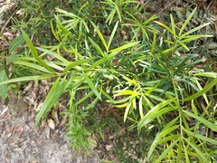 Podocarpus spinulosus