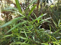 Podocarpus spinulosus