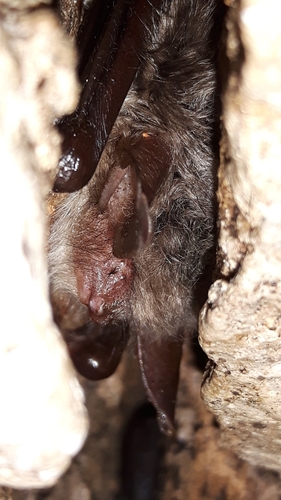 Natterer's Bat, 8453 JH Oranjewoud, Nederland, photo 9 of 10