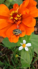 Pachycorinae